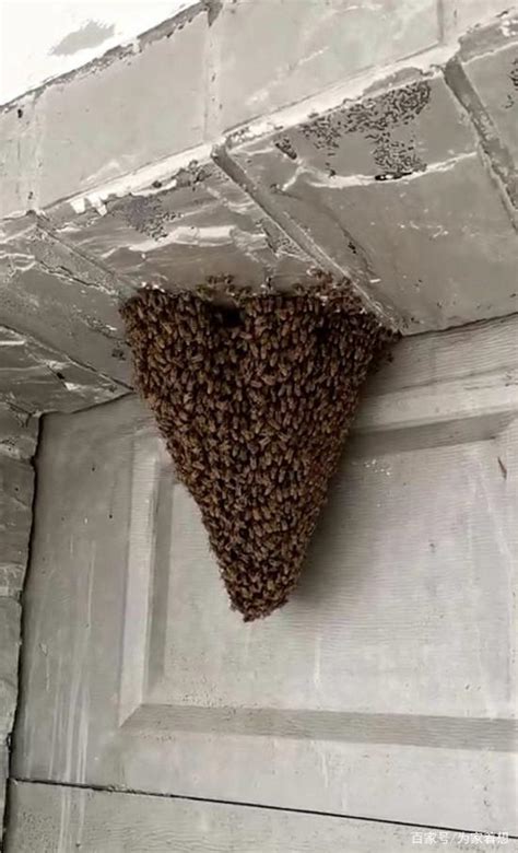 胸部 長痣 蜜蜂在家筑巢 风水